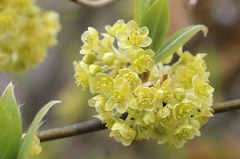 Lindera umbellata