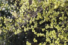 Lindera umbellata
