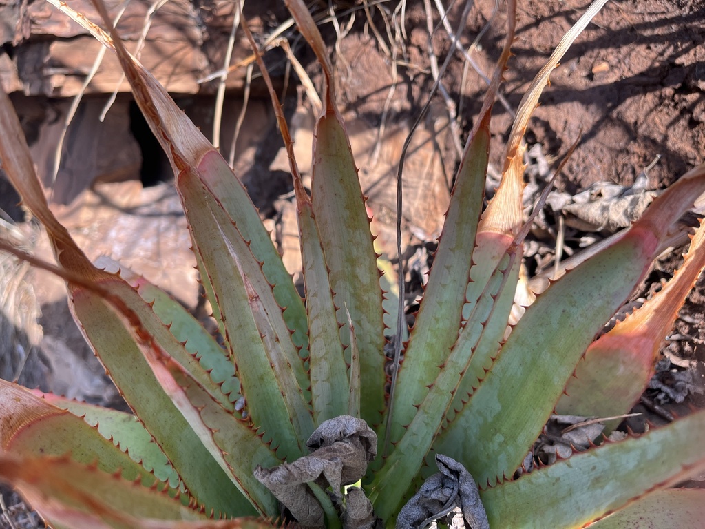 Aloe pretoriensis; photograph (c) katuchka, some rights reserved (CC BY)