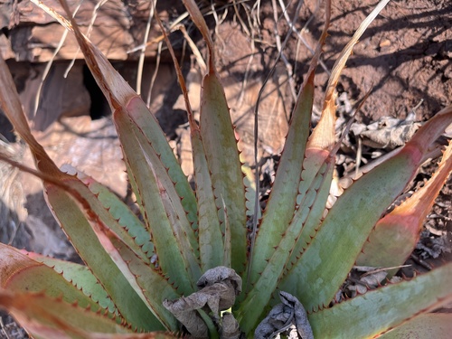 Aloe pretoriensis