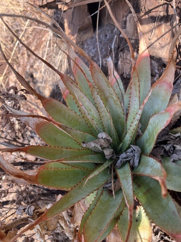 Aloe pretoriensis, photograph 1