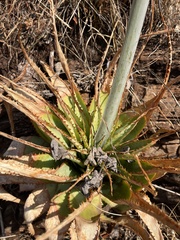 (c) katuchka, some rights reserved (CC BY) Aloe pretoriensis, photograph (c) katuchka, some rights reserved (CC BY)
