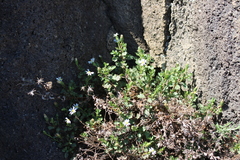Vittadinia australis