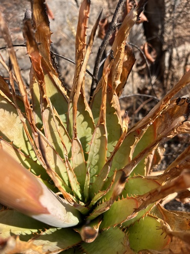 Aloe pretoriensis, photograph 4