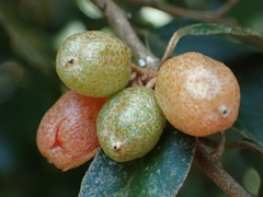 Elaeagnus thunbergii