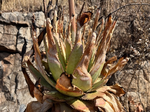 Aloe pretoriensis, photograph 5