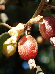 Elaeagnus thunbergii