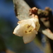 Elaeagnus thunbergii - Photo no rights reserved, uploaded by 葉子