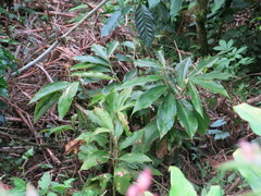 Costus comosus bakeri