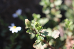 Vittadinia australis