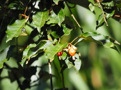 Elaeagnus thunbergii
