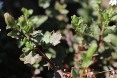 Vittadinia australis