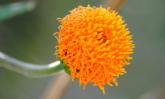 Verbesina crocata