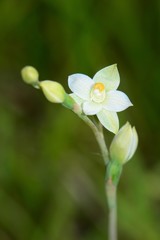 Thelymitra brevifolia
