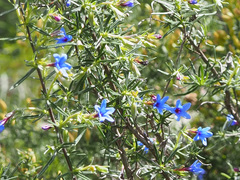 Lithodora fruticosa