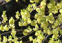 Lindera umbellata