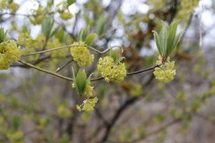Lindera umbellata