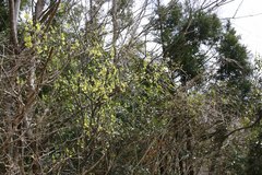 Lindera umbellata