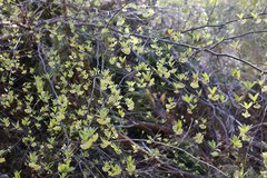 Lindera umbellata