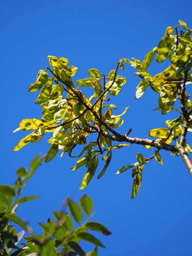 Maackia taiwanensis Hoshi & H.Ohashi