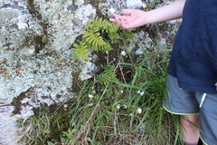 Myosotis lytteltonensis