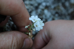 Myosotis lytteltonensis