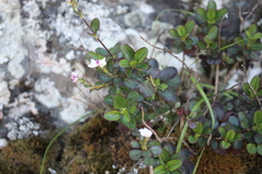 Veronica lavaudiana