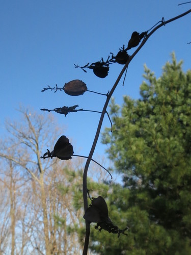 Image of Dioscorea nipponica by (c) Repina Tatyana, some rights reserved (CC BY)