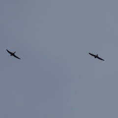 Hirundapus caudacutus