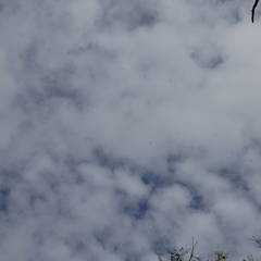 Hirundapus caudacutus