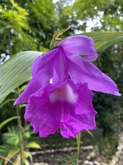 Sobralia macrantha