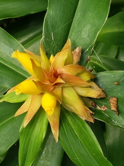 Costus comosus bakeri