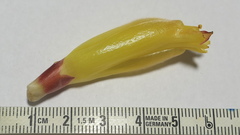 Costus comosus bakeri