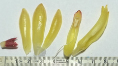 Costus comosus bakeri