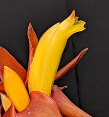 Costus comosus bakeri