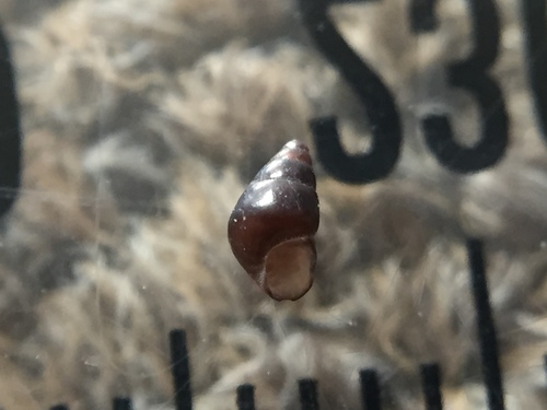 Eatoniella olivacea, 2019-11-02
