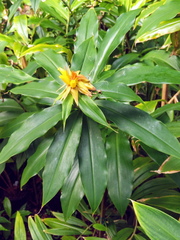 Costus comosus bakeri