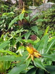 Costus comosus bakeri