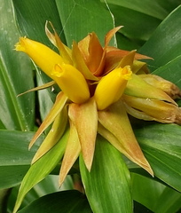 Costus comosus bakeri