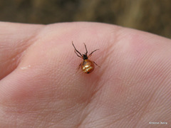 Argyrodes argyrodes
