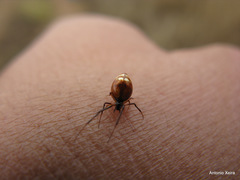 Argyrodes argyrodes