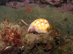 Tonna tankervillii