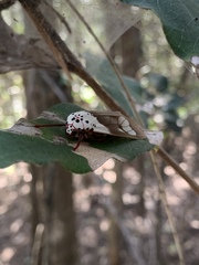 Amerila crokeri