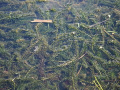 Elodea densa, photograph 葉子, CC0, iNaturalist via GBIF