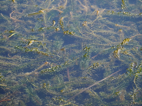Elodea densa, photograph 3