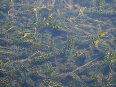 Elodea densa, photograph 葉子, CC0, iNaturalist via GBIF