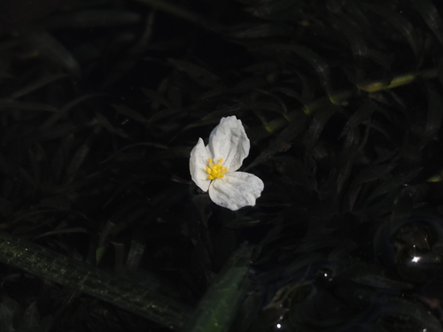 Elodea densa, photograph 5