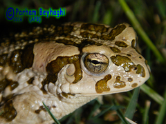 Bufotes perrini