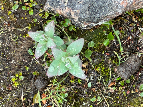 Dwarf Fireweed
