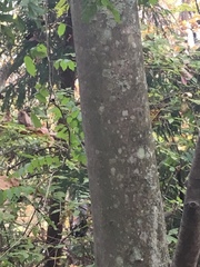 Magnolia obovata